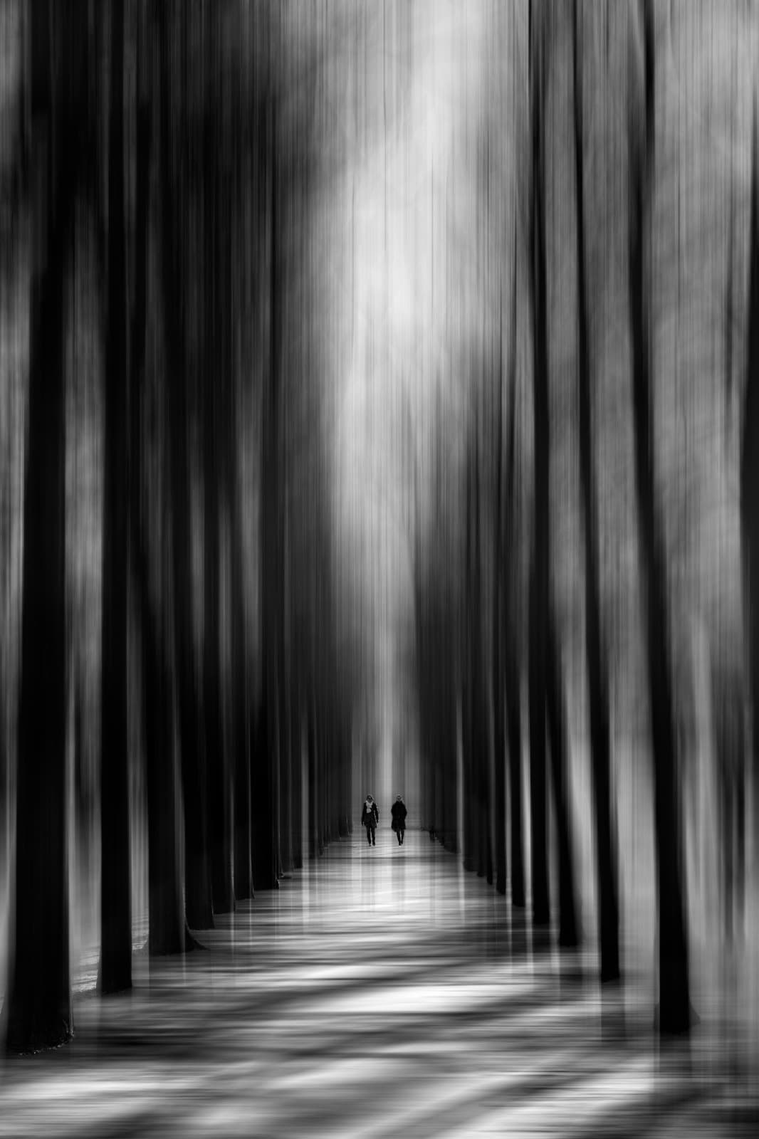 French Forest
